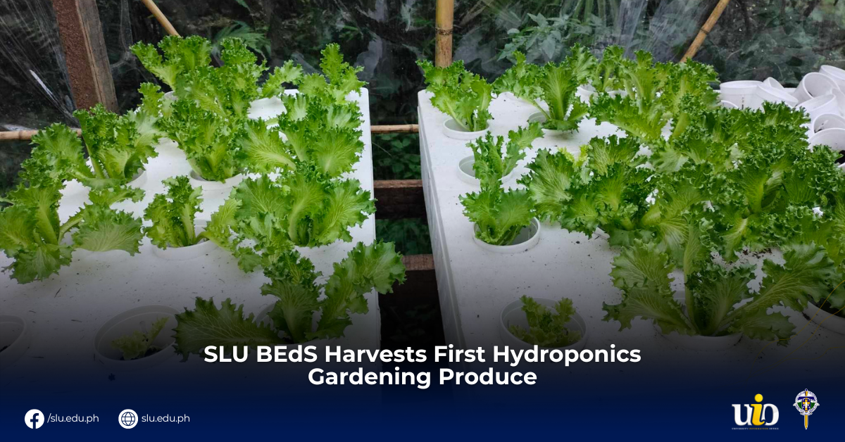 SLU BEdS Harvests First Hydroponics Gardening Produce